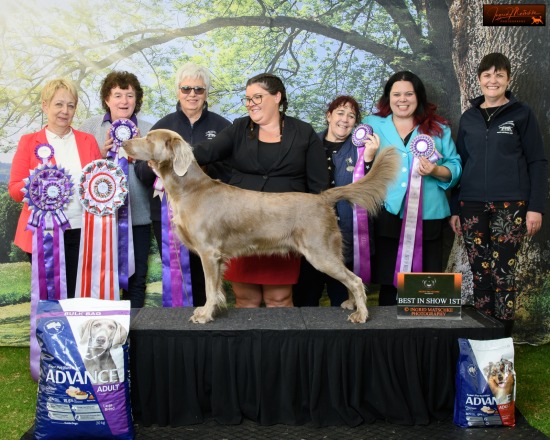 7th Australian Weimaraner National (SA), May 2023