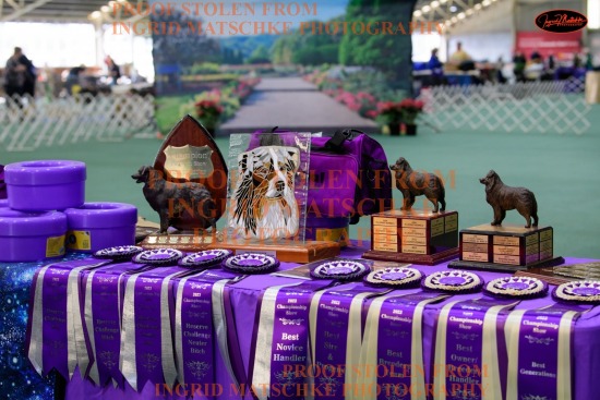 Australian Shepherd Club of Vic Champ Show, Nov '23 (2 pages)