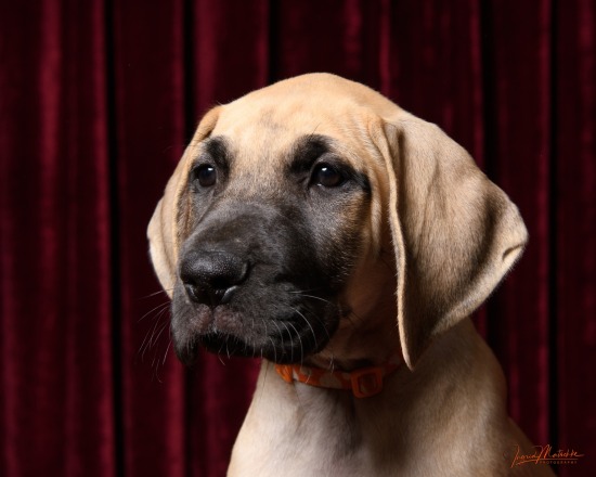 Great Dane Litter, Studio Shoot Feb '24