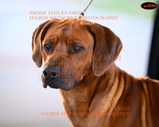 Rhodesian Ridgeback Club of SA Champ Show, Mar '24