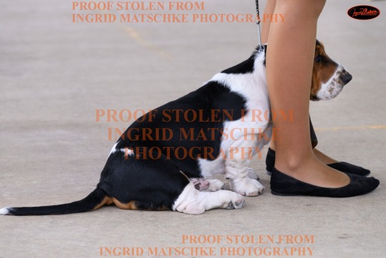 Labrador Club of SA All Breeds Shows, Feb 25