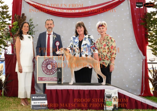 7th Aust Whippet National (Vic) Mar 25