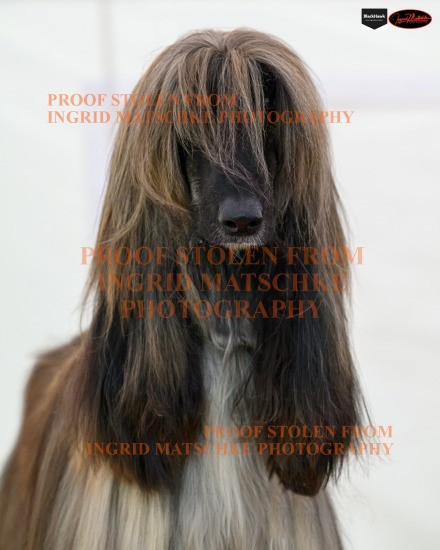 Adelaide KC Champ Shows, Jun 25