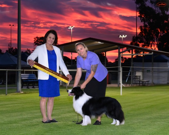 Lab Club of SA All Breeds Shows, Feb 26